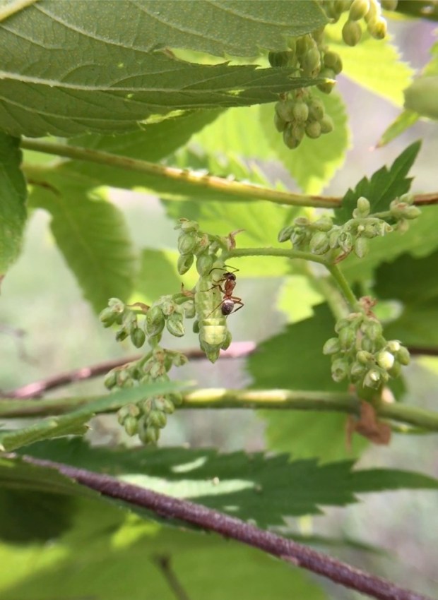 Camponotus ant tending a larvae